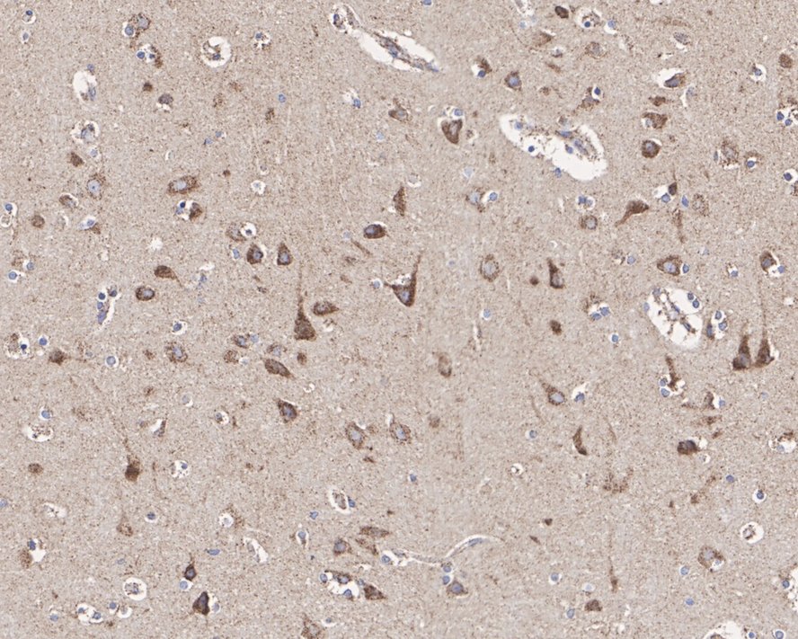 HA750685_4.jpg