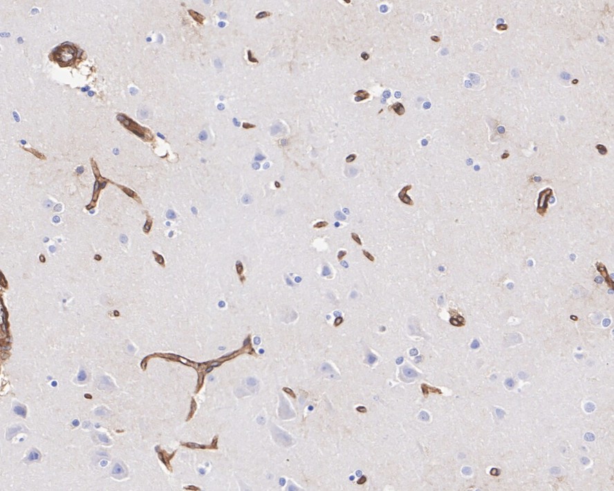 HA750686_5.jpg