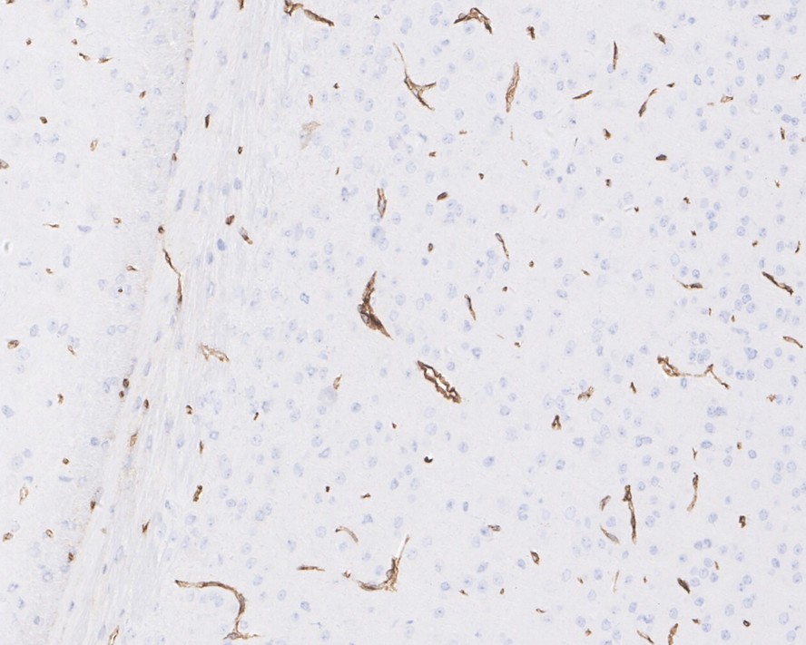 HA750686_6.jpg