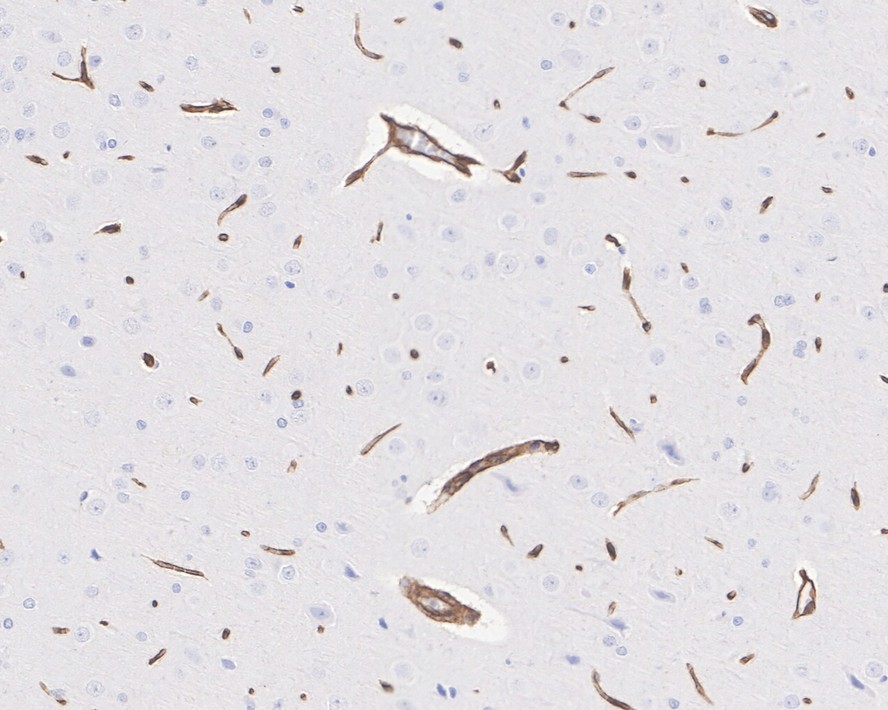 HA750686_7.jpg