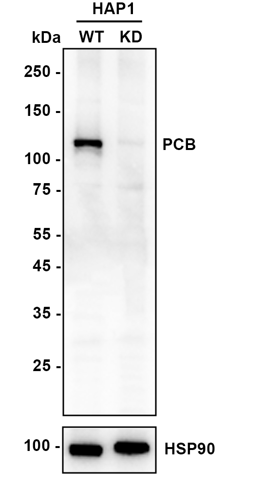 HA750731_2.jpg
