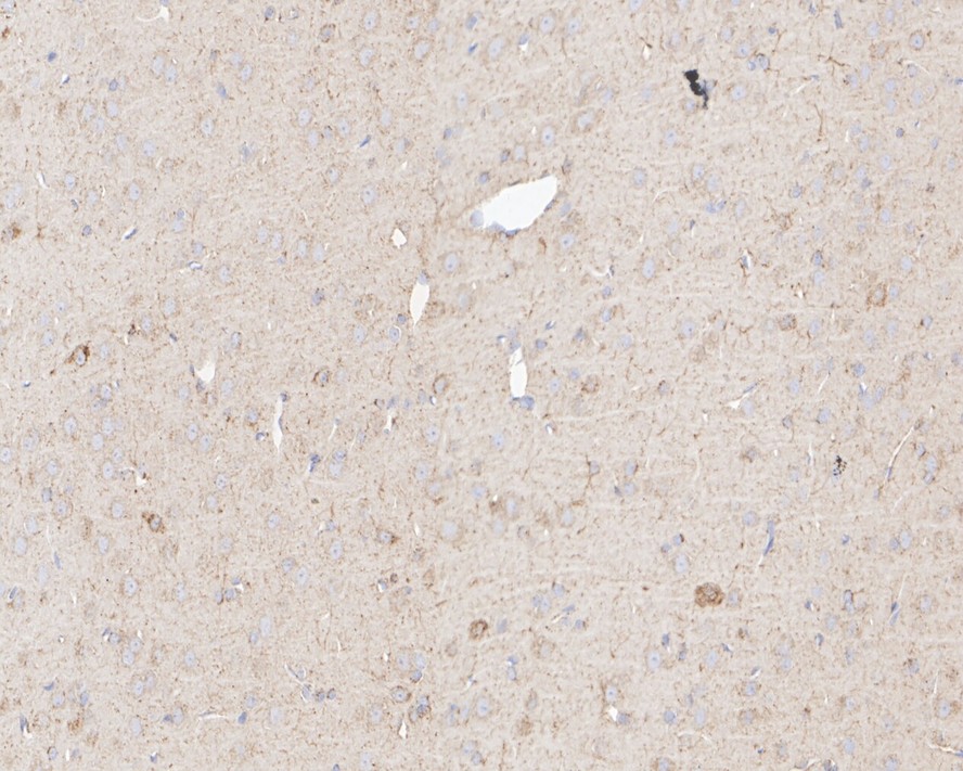 HA750731_9.jpg