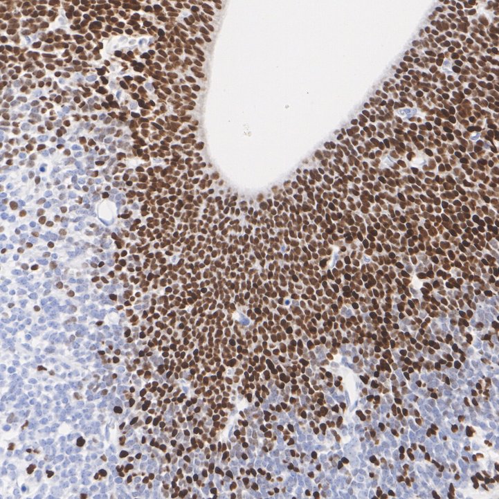 HA750737_3.jpg