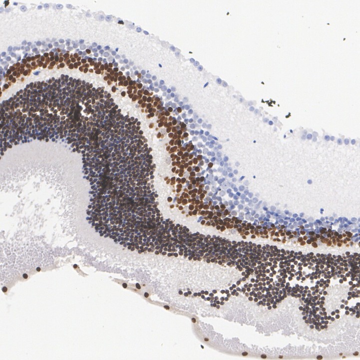 HA750737_4.jpg