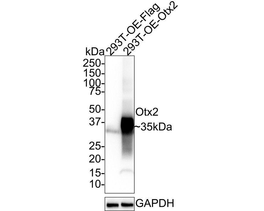 HA750737_6.jpg