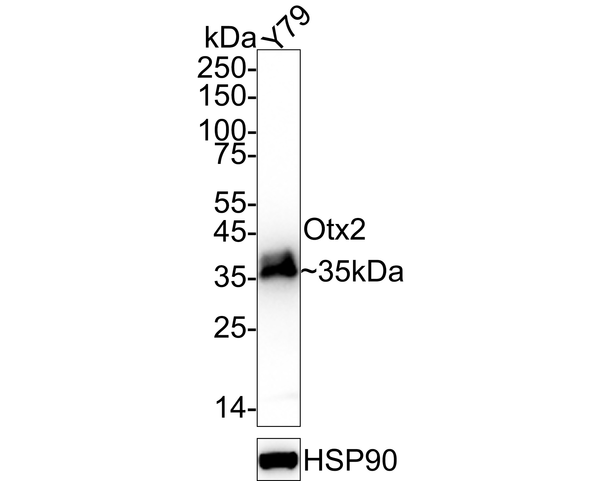 HA750737_8.jpg