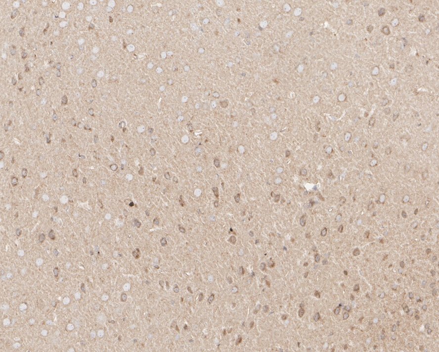 HA750739_4.jpg