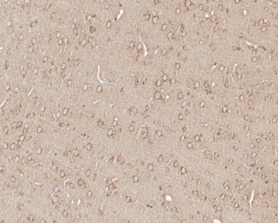 HA750739_5.jpg