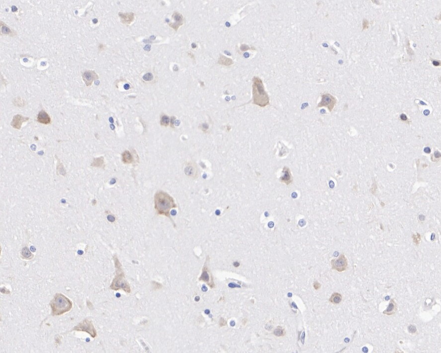 HA750743_2.jpg