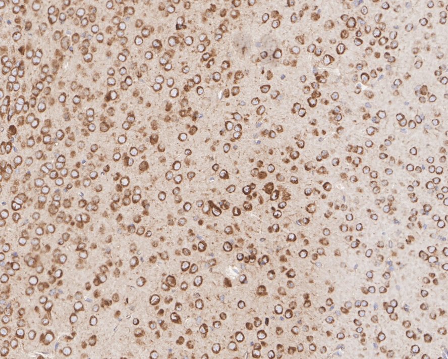 HA750743_4.jpg