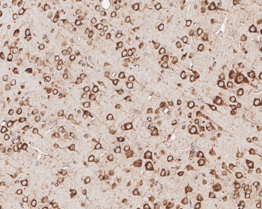 HA750743_5.jpg