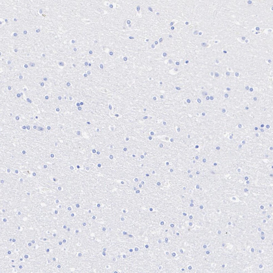 HA750748_4.jpg