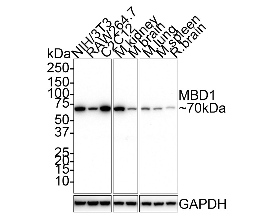 HA750753_1.jpg