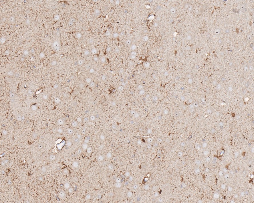 HA750756_3.jpg