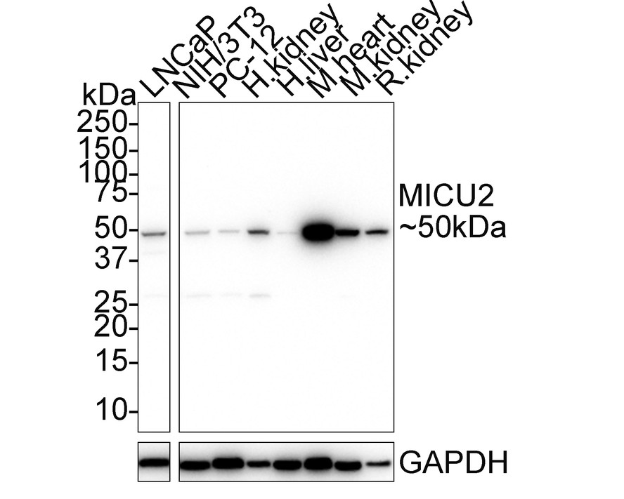 HA750758_1.jpg