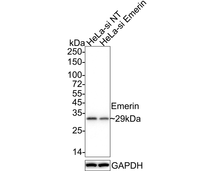 HA750760_8.jpg