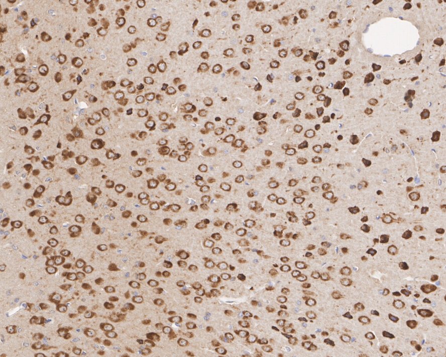 HA750762_4.jpg