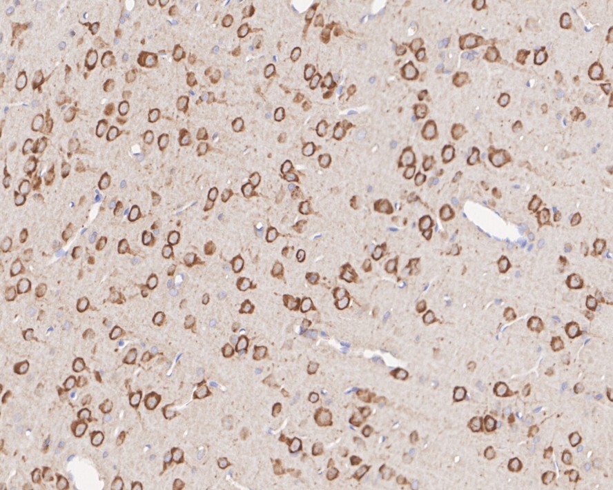 HA750762_6.jpg