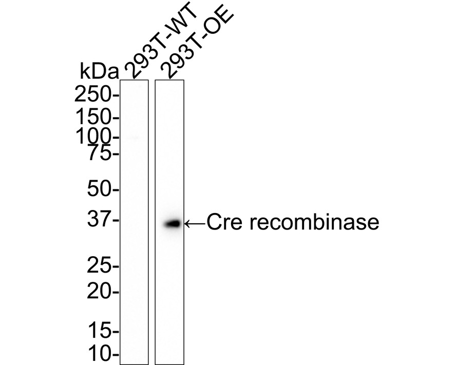 HA750767_1.jpg