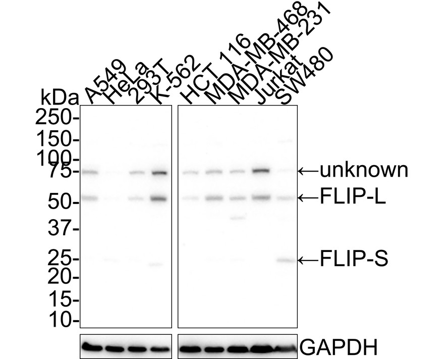 HA750769_1.jpg