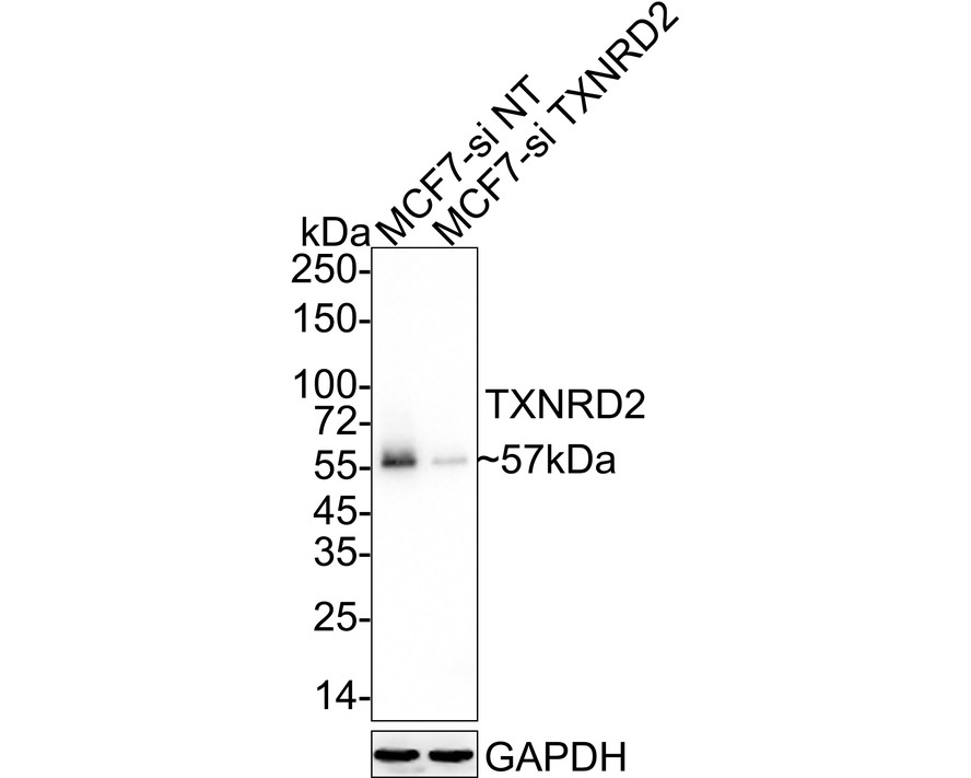 HA750794_7.jpg