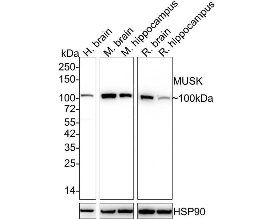 HA750796_1.jpg