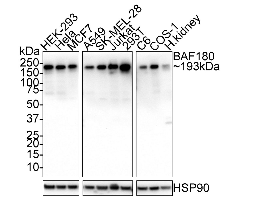 HA750799_3.jpg