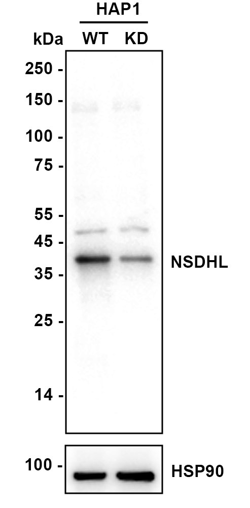HA750801_3.jpg