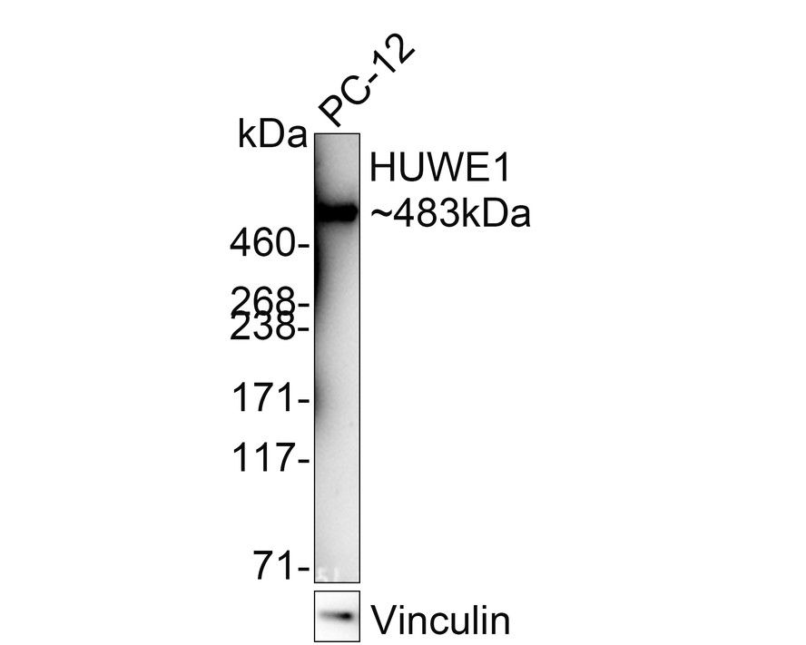HA750803_1.jpg