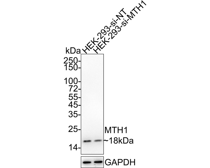 HA750805_7.jpg