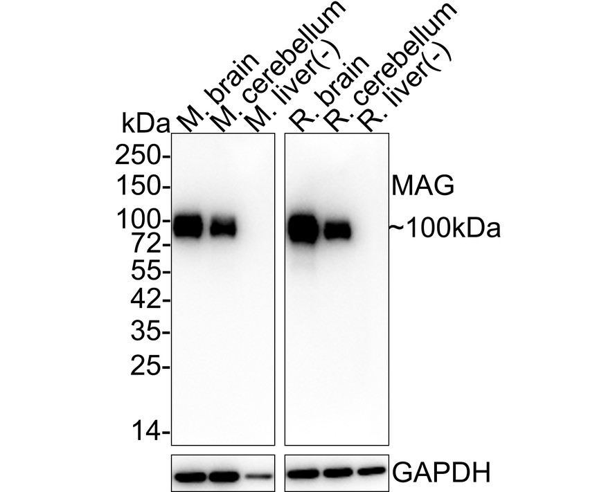 HA750807_1.jpg