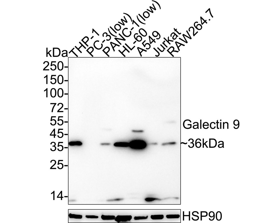 HA750809_1.jpg