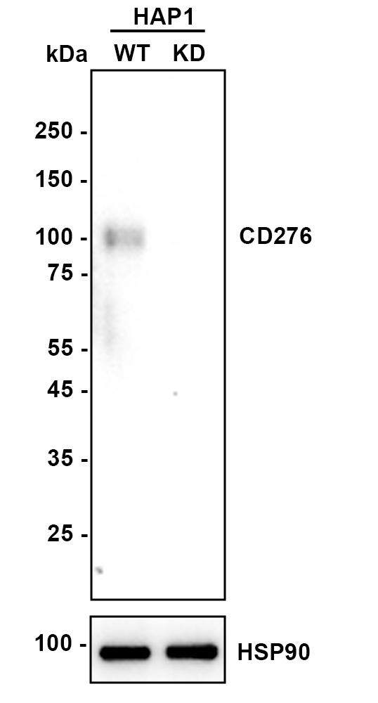 HA750811_2.jpg