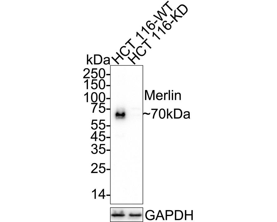 HA750815_2.jpg