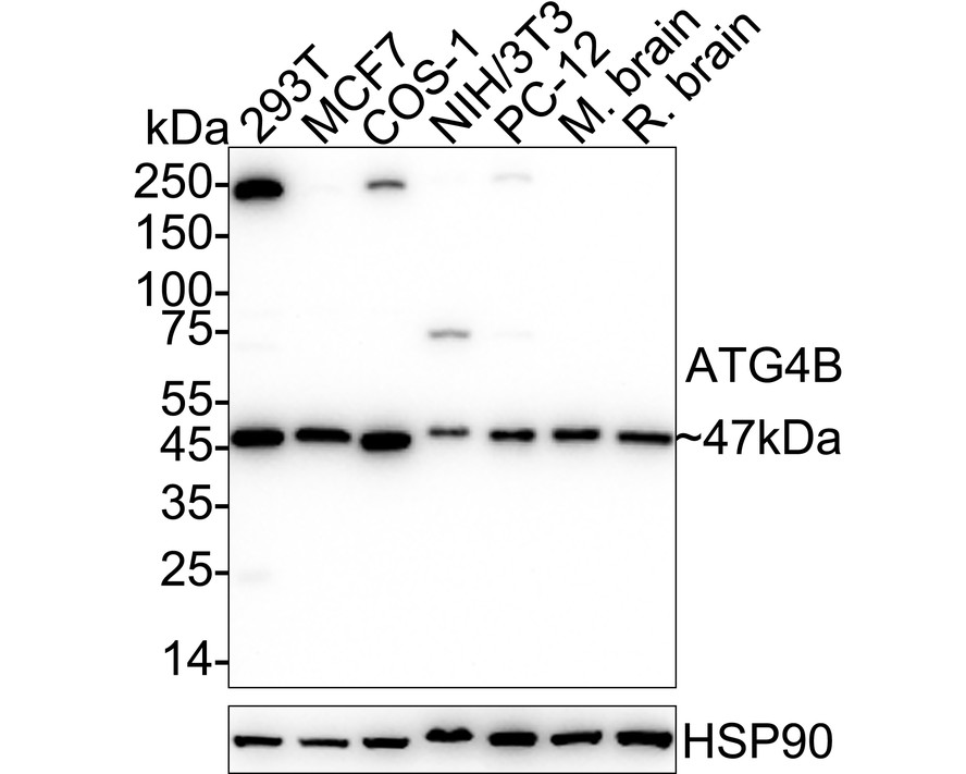 HA750816_2.jpg