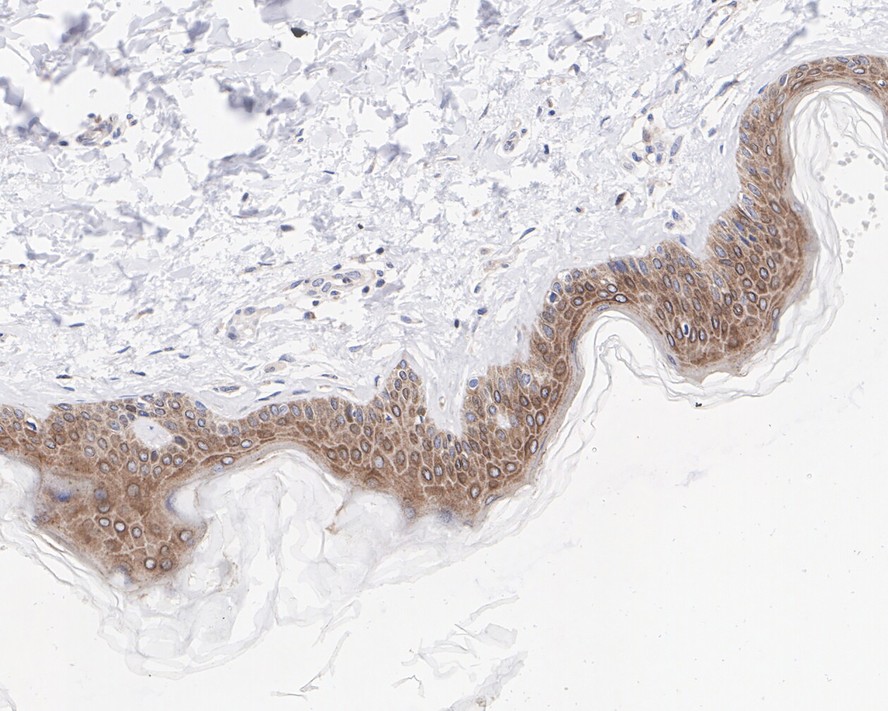 HA750817_4.jpg