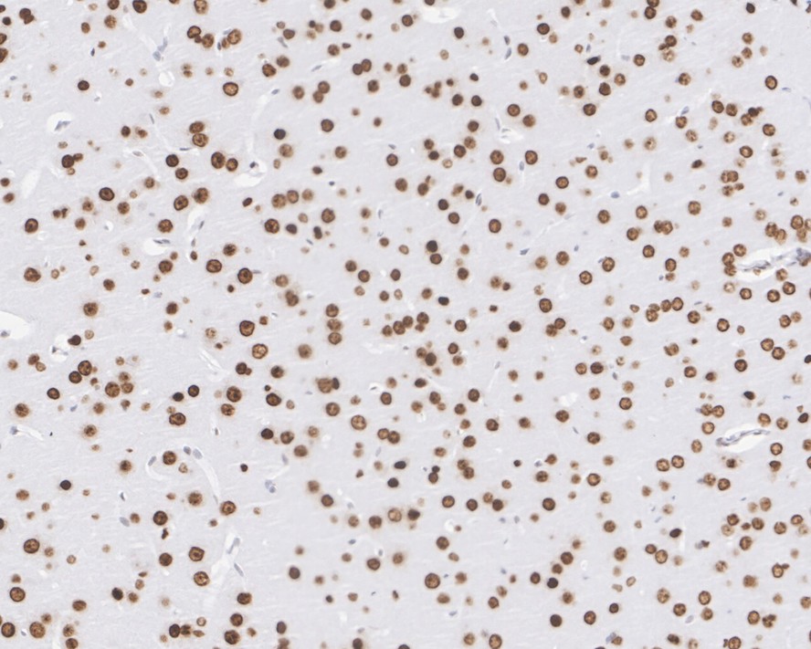 HA750818_4.jpg