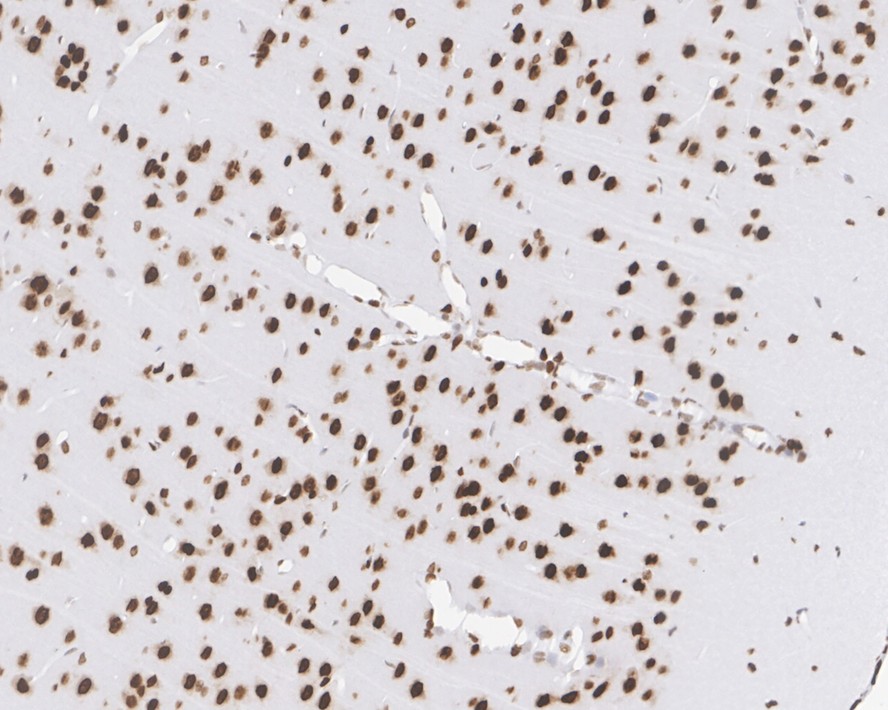 HA750818_6.jpg