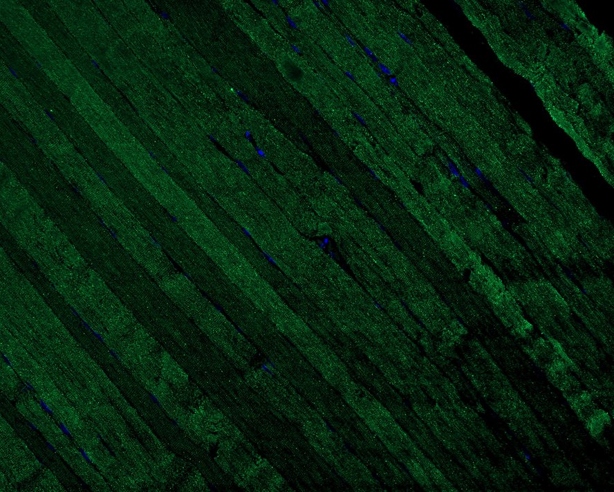 HA750820_8.jpg