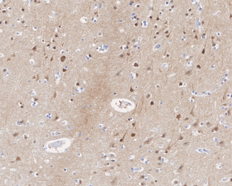 HA750821_2.jpg
