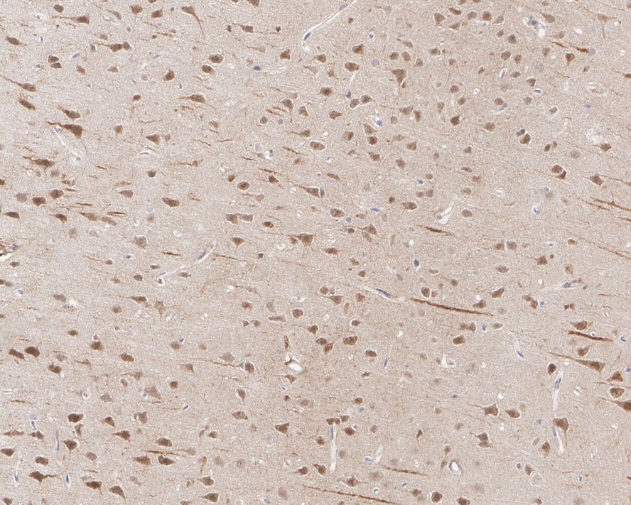 HA750821_4.jpg