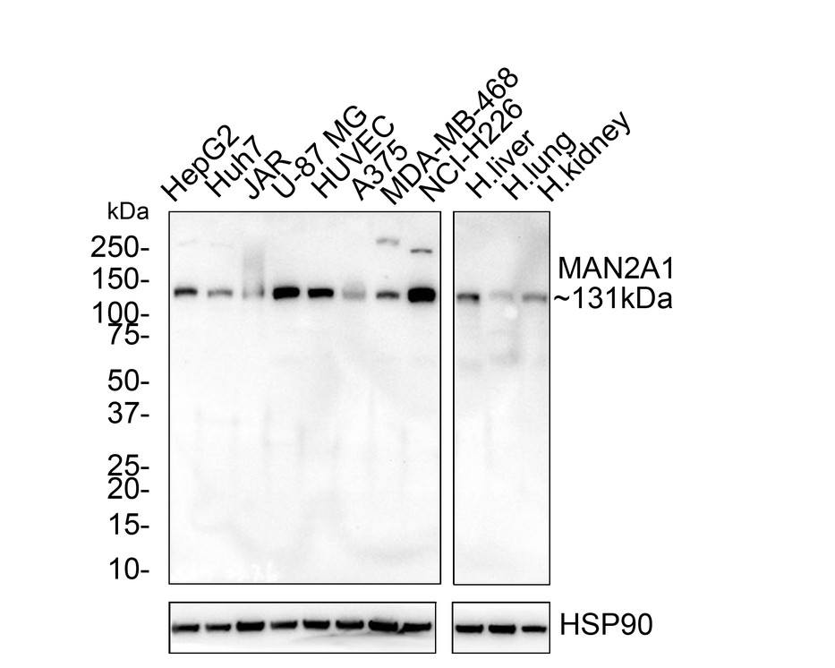 HA750824_1.jpg
