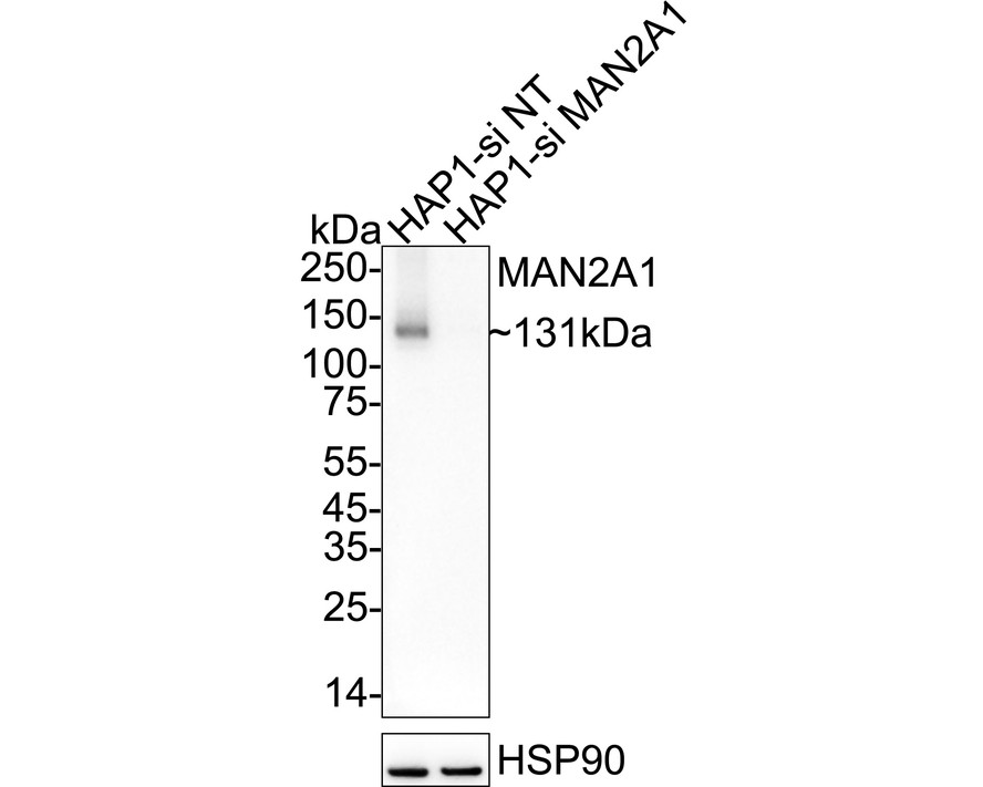 HA750824_2.jpg