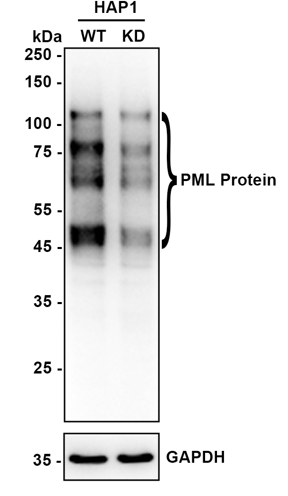 HA750825_2.jpg