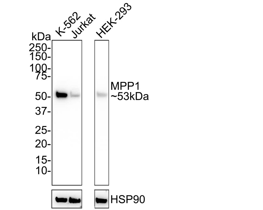 HA750826_1.jpg