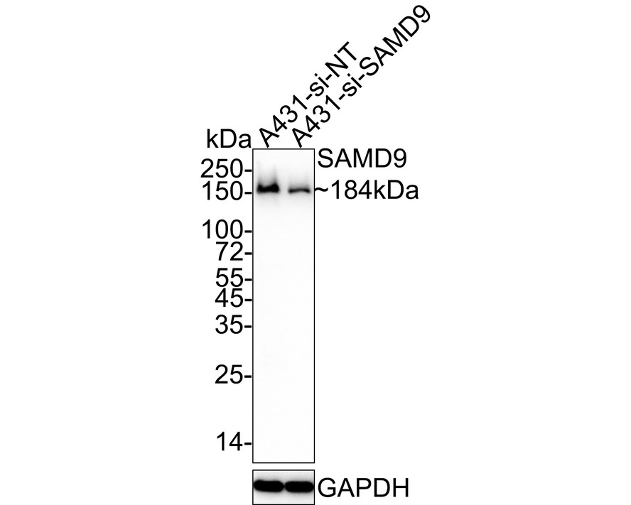 HA750830_5.jpg