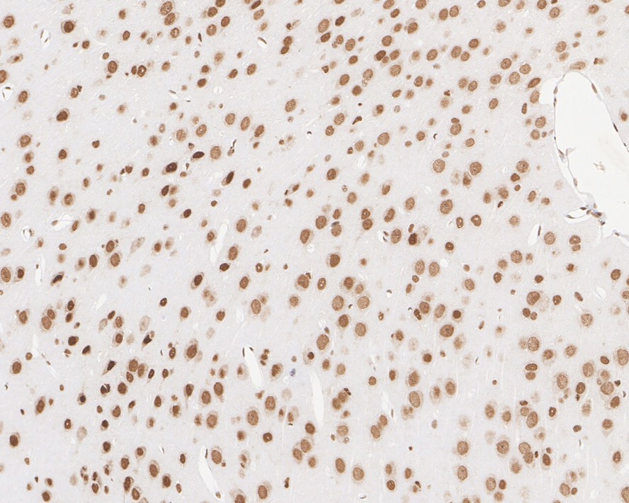 HA750832_4.jpg