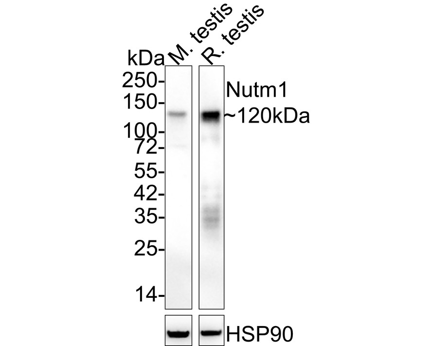 HA750833_1.jpg