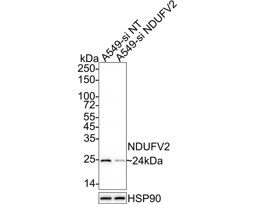 HA750839_9.jpg