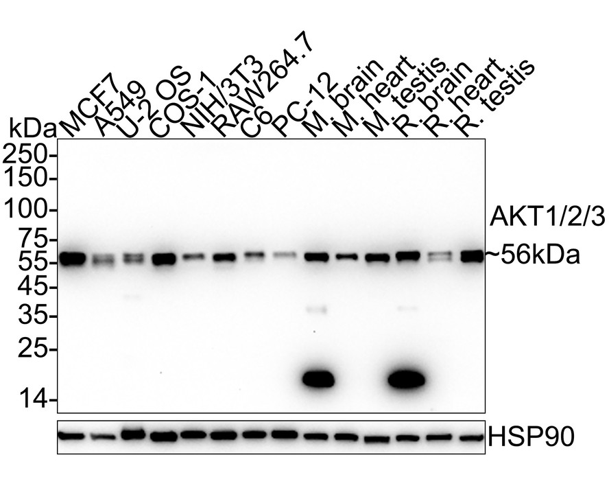 HA750840_3.jpg
